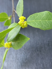 Forestiera reticulata