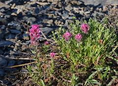 Castilleja parviflora olympica