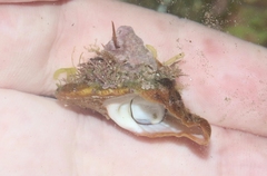 Megastraea undosa
