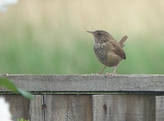 Troglodytes troglodytes