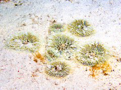 Ricordea florida