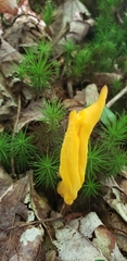 Clavulinopsis