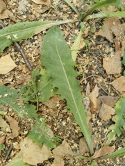 Taraxacum officinale