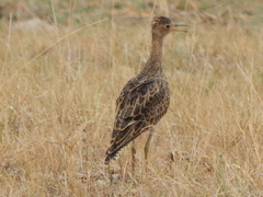 Bartramia longicauda