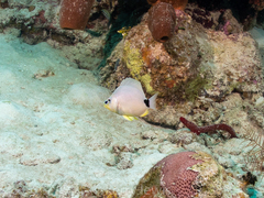 Hypoplectrus unicolor