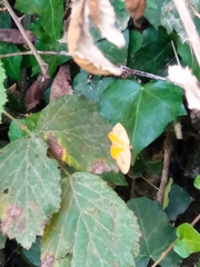 Camptogramma bilineata