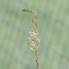 Oenothera curtiflora