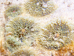 Ricordea florida