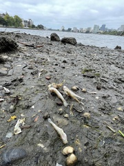 Acanthogobius flavimanus