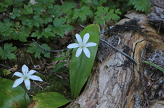Clintonia uniflora