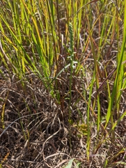 Spiranthes magnicamporum