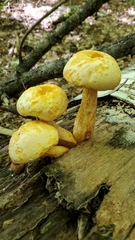 Gymnopilus luteus