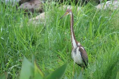 Egretta tricolor