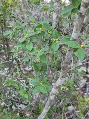 Forestiera reticulata