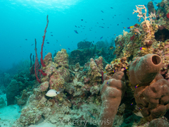 Hypoplectrus unicolor