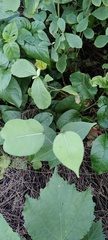 Ficus tinctoria