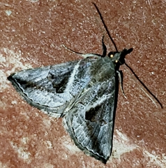 Hypena