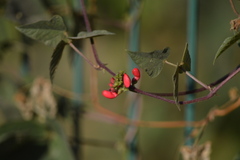 Phaseolus coccineus