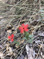 Silene laciniata