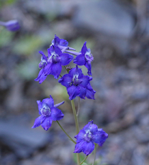 Delphinium