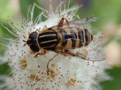Helophilus fasciatus