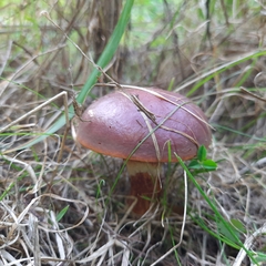 Suillus clintonianus