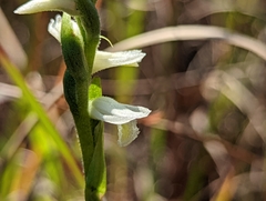 Spiranthes magnicamporum