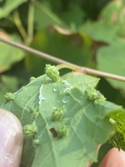 Daktulosphaira vitifoliae