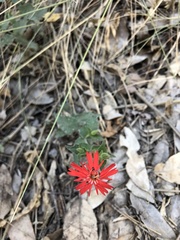 Silene laciniata