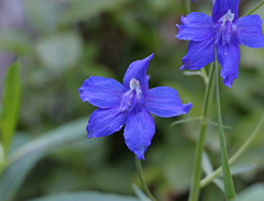 Delphinium