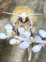 Megalopyge opercularis