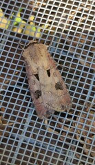Agrotis exclamationis