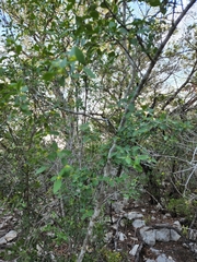 Forestiera reticulata