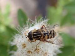 Helophilus fasciatus