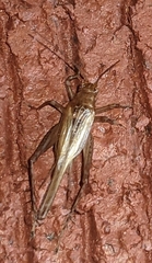 Anaxipha exigua