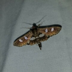 Desmia