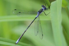 Lestes