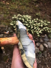 Baorangia bicolor