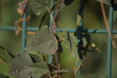 Phaseolus coccineus