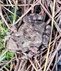 Anaxyrus fowleri