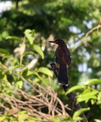 Donacobius atricapilla