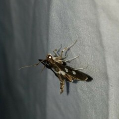Desmia