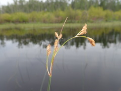 Schoenoplectus acutus