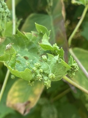 Daktulosphaira vitifoliae