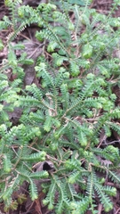 Selaginella repanda