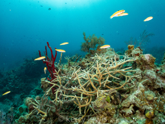 Acropora cervicornis