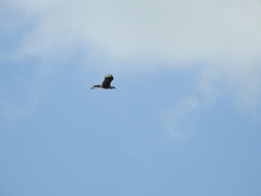 Caracara plancus