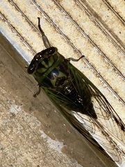 Neotibicen linnei