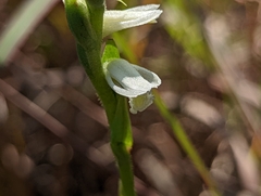 Spiranthes magnicamporum