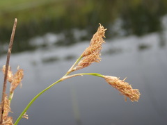 Schoenoplectus acutus